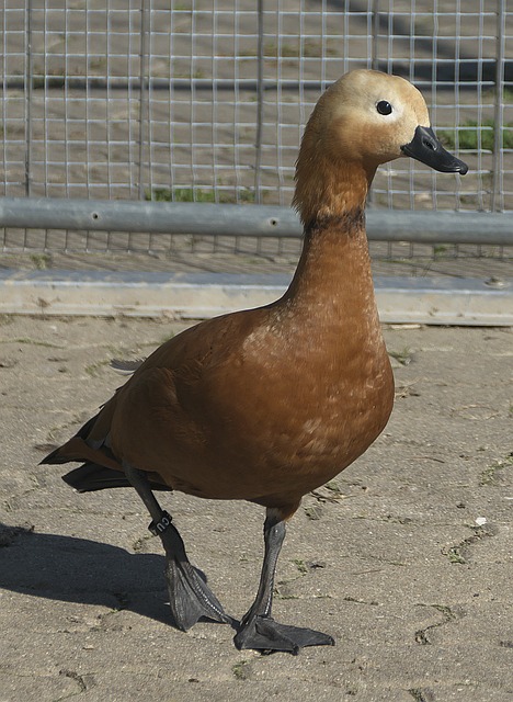 俊能够在实